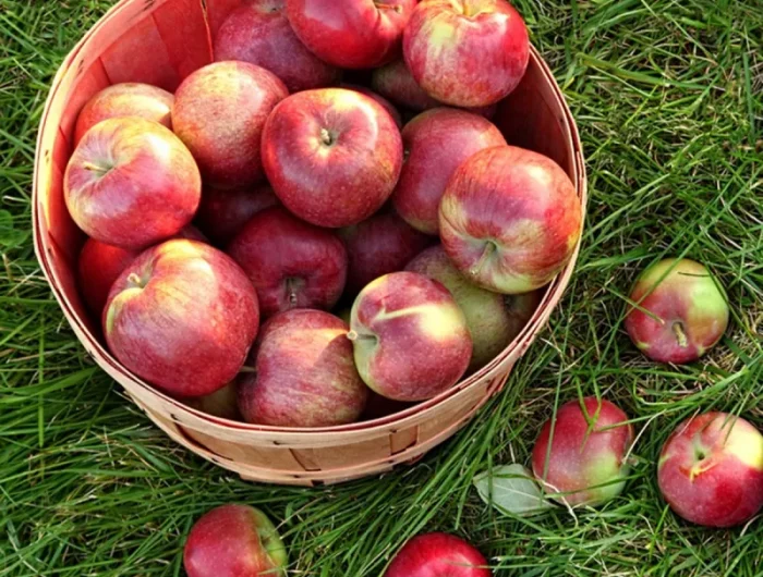 äpfel sorgfältig pflücken unbeschädigte reife früchte auswählen