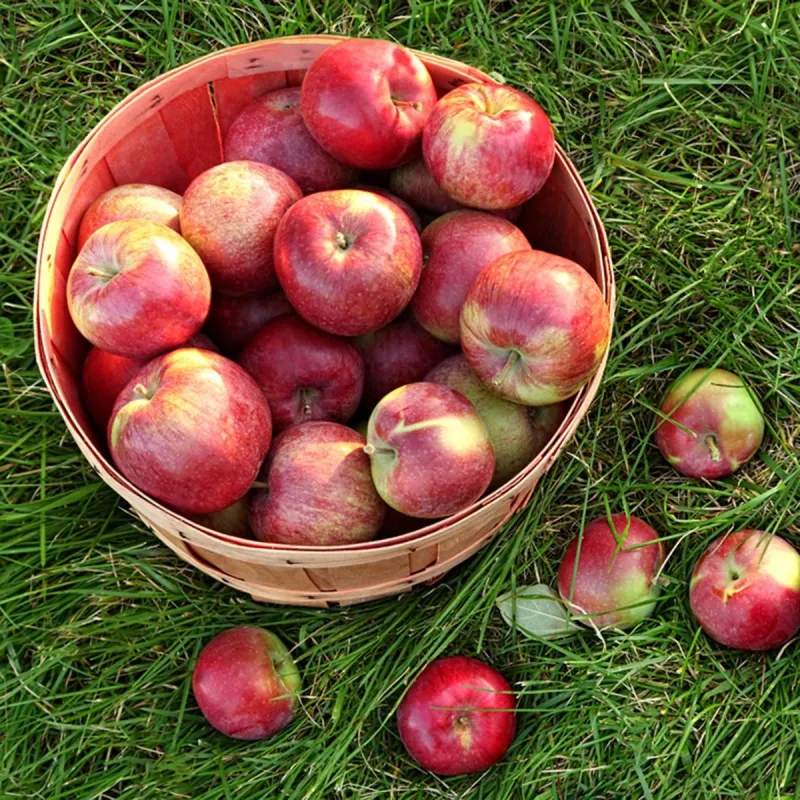 äpfel sorgfältig pflücken unbeschädigte reife früchte auswählen