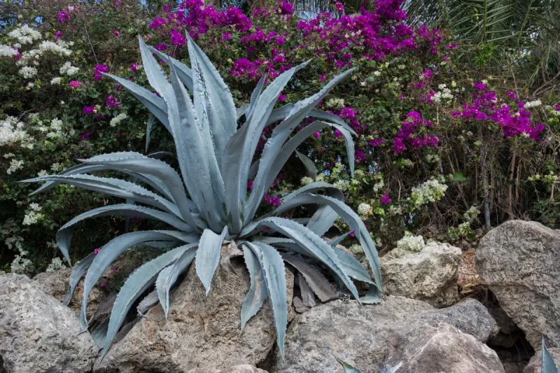 aloe vera pflanze waesserung im garten