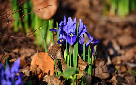 balkonkasten bepflanzen beispiele die schonsten blumen fuer den garten