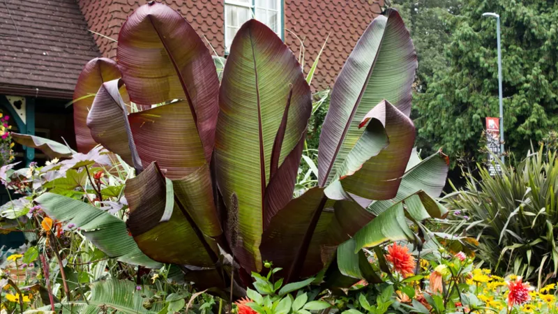 bananenbaum pflege in garten oder als kuebelpflanze