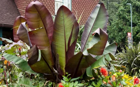 bananenbaum pflege in garten oder als kuebelpflanze