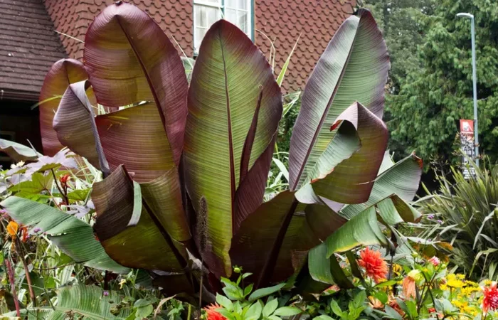 bananenbaum pflege in garten oder als kuebelpflanze