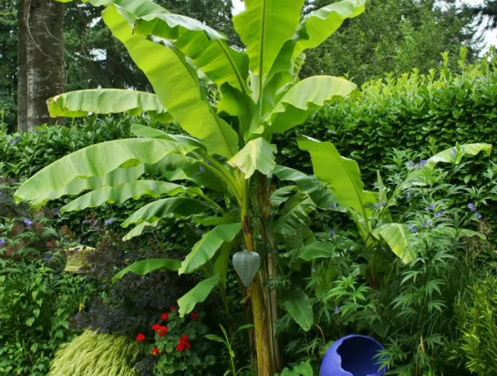 bananenpflanze pflege draussen im garten