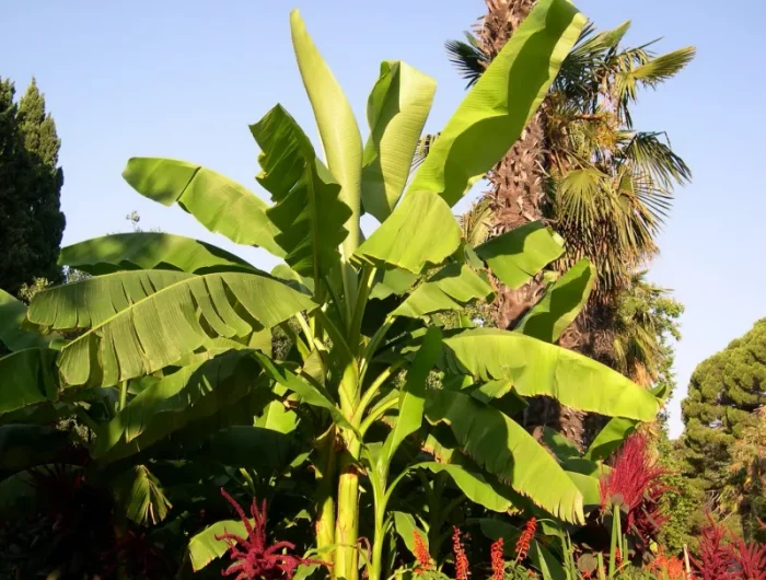 bananenpflanze pflege im garten winter