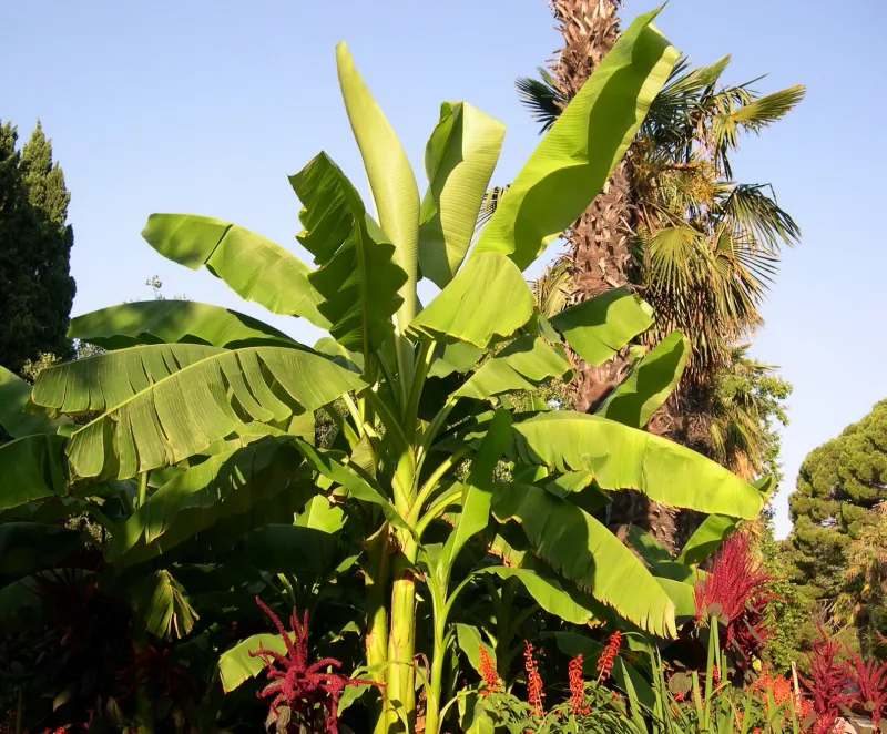 bananenpflanze pflege im garten winter