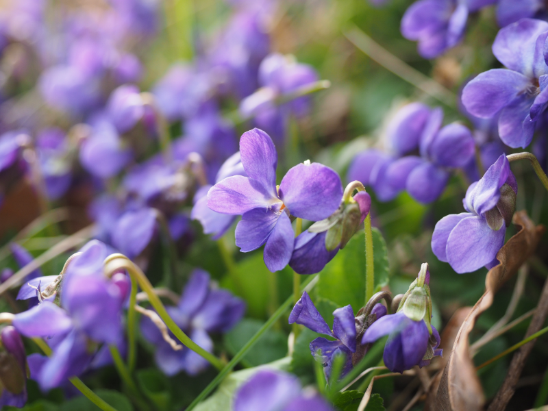 blumen herbst balkon viola odorata lila blueten
