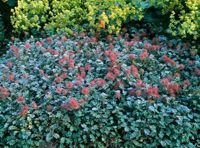 dauerbepflanzung grab bodendecker immergrün für friedhof blaugruene stachelnuesschen grosse pflanze mit roten blueten