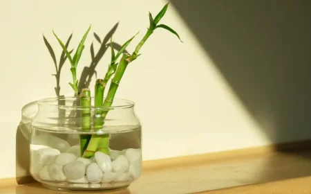 drachenbaum standort und vermehrung im wasser