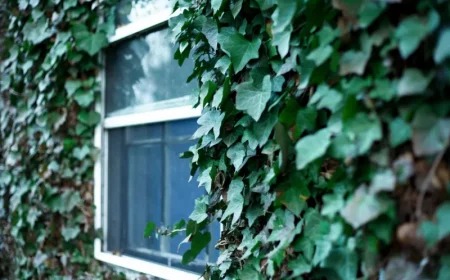 efeu giftig kletterpflanze garten