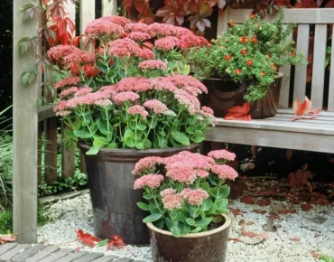 fetthenne herbstbalkon winterharte pflanzen fuer kuebel