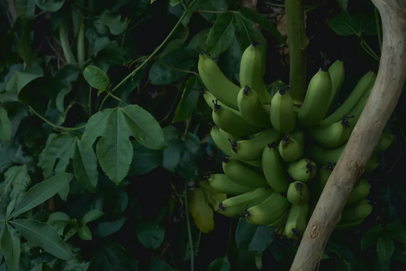 fruechte der bananenpflanze wie lange dauert es
