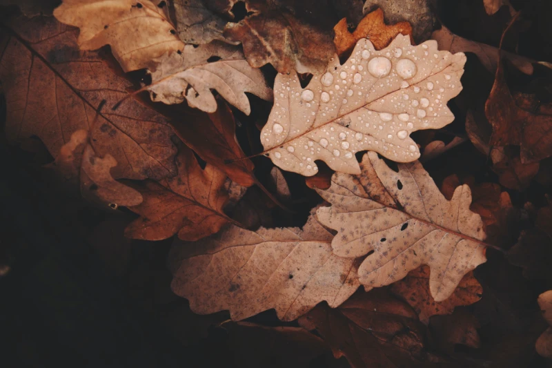 gartenlaub entsorgen herbstlaub im garten