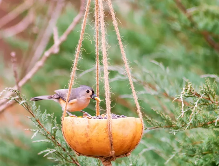 halloween kürbis in vogelfutterstelle verwandeln vögel füttern