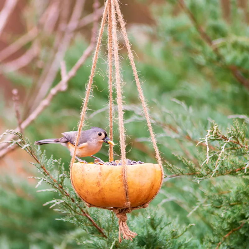 halloween kürbis in vogelfutterstelle verwandeln vögel füttern