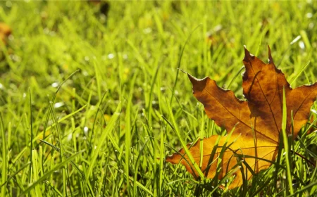 herbst rasen pflegen tipps und taschlaege von den profis