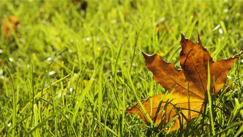 herbst rasen pflegen tipps und taschlaege von den profis