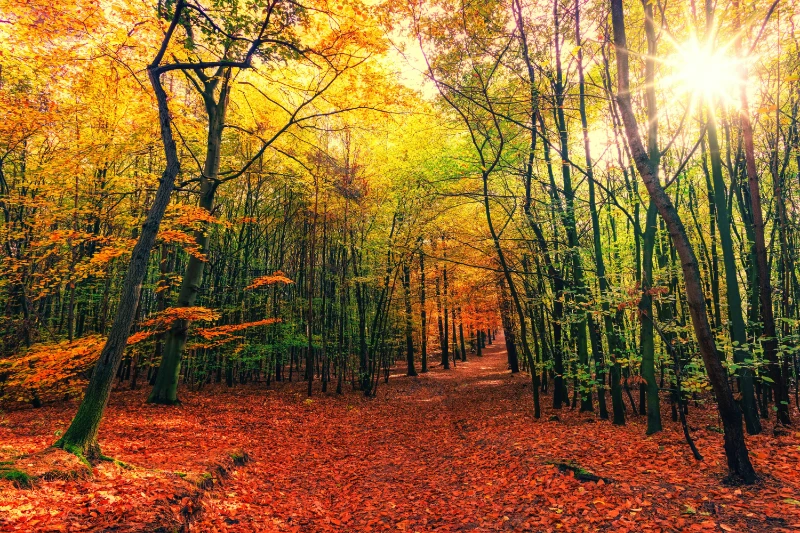 herbstblaetter entsorgen verwerten vom laub