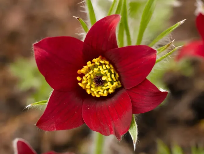 herbstblumen für balkonkästen rote kuechenschelle blueht