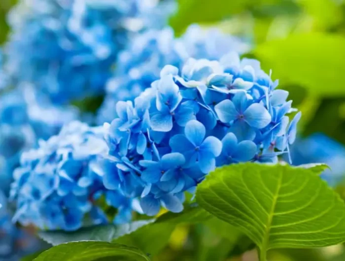 herbstblumen für kübel hortensien blau