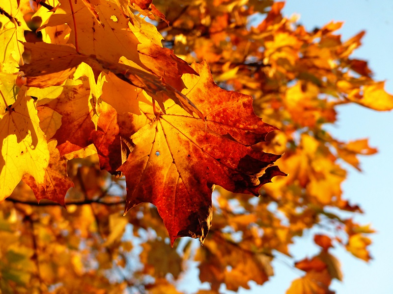 herbstlaub biotonne blaetter auf baum