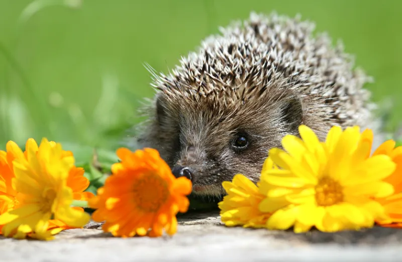 herbstlaub verwenden igelnest bauen ein igel neben ringelblume