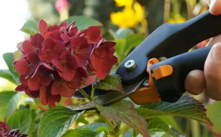 im herbst hortensien schneiden ballhortensie in rot schneiden