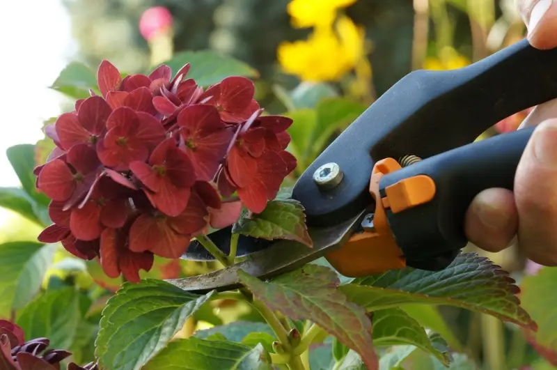 im herbst hortensien schneiden ballhortensie in rot schneiden