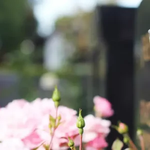 immergruene bodendecker fuer dauerhafte grabbepflanzung doppelgrab bluehende rosen grabstein mit figuren