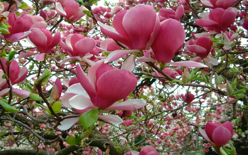immergruene magnolie hochstamm pinke farbe