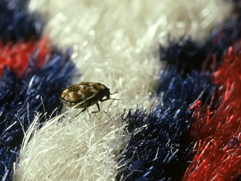 insekten die harmlos fuer menschen sind teppichkaefer