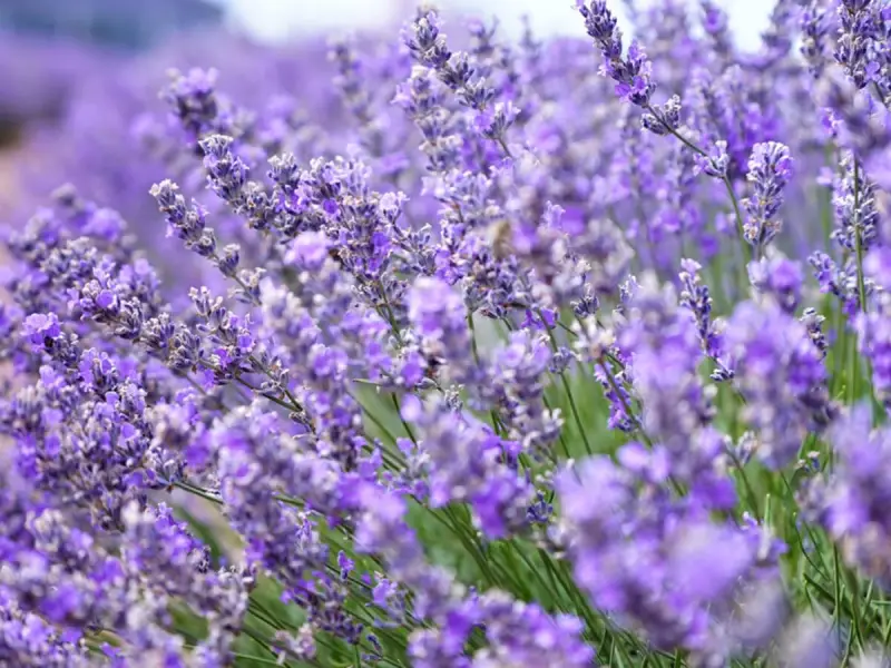 kann man lavendel auch im herbst pflanzen bluehende lavendel stengel