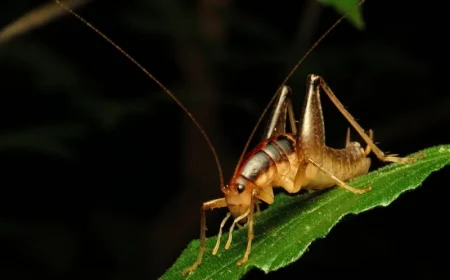 kleines insekt auf einem greunen blatt im garten