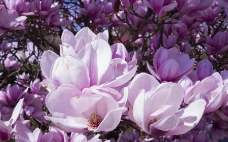 magnolia grandiflora pinke farbe