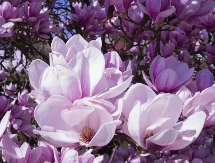 magnolia grandiflora pinke farbe