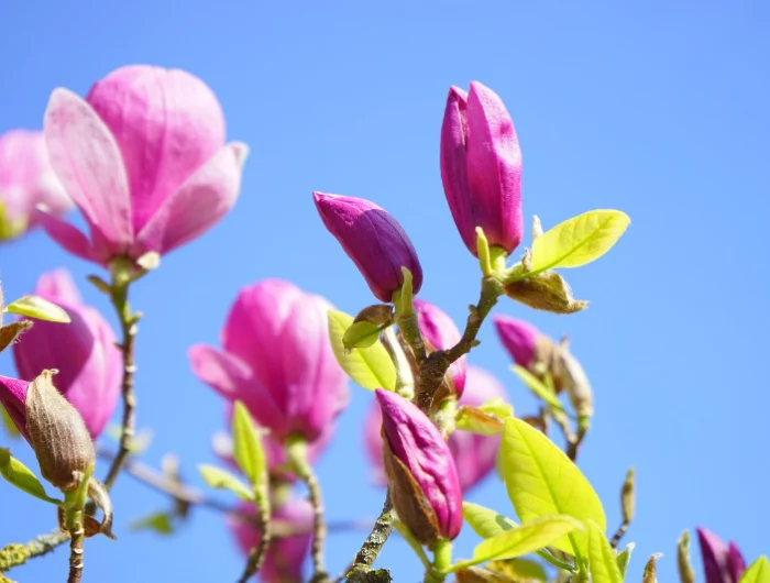 magnolie entwickeln keine blaetter die haeufigsten ursachen plus tipps