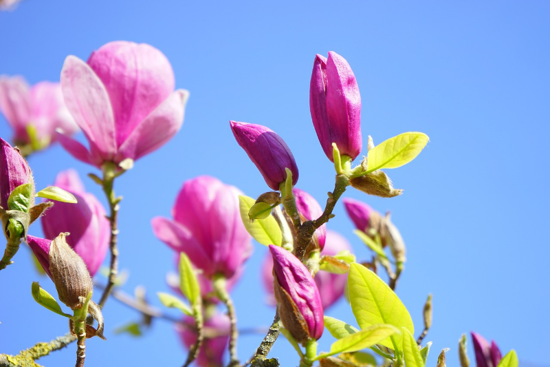magnolie entwickeln keine blaetter die haeufigsten ursachen plus tipps