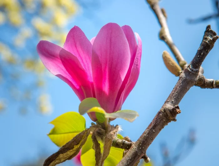 magnolie entwickeln keine blaetter ursachen gruende magnolienbluehte