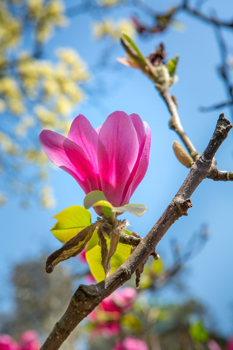 magnolie entwickeln keine blaetter ursachen gruende magnolienbluehte