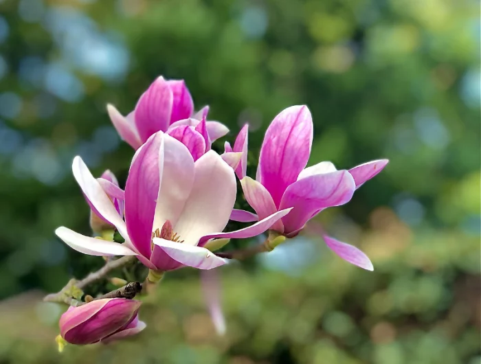 magnolie entwickeln keine blaetter warum geschieht das