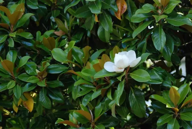 magnolie immergruen im garten