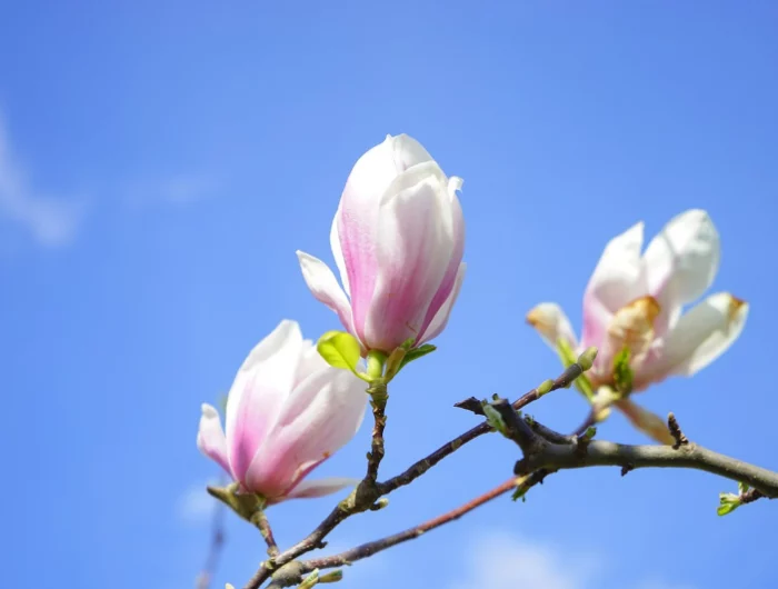 magnolie keine blaetter und blueten magnolienpflege tipps