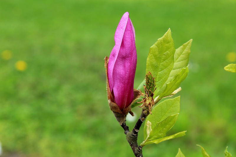magnolie keine blaetter und blueten rosa bluete magnolienbaum pflage
