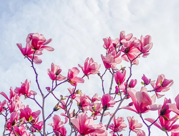 magnolie ohne blaetter haeufige urasachen rosa baum