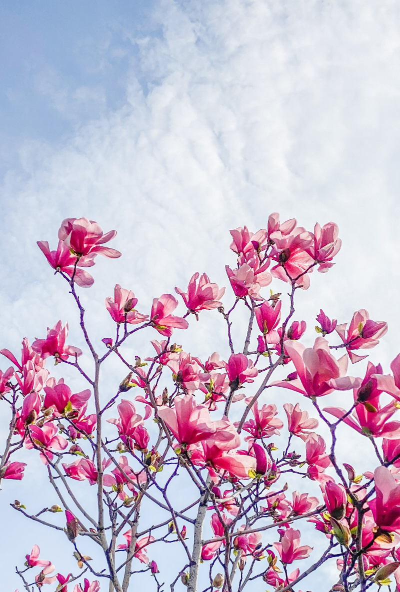 magnolie ohne blaetter haeufige urasachen rosa baum