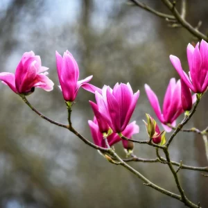 magnolie ohne blaetter magnolienbaum rosa blueten