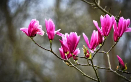 magnolie ohne blaetter magnolienbaum rosa blueten