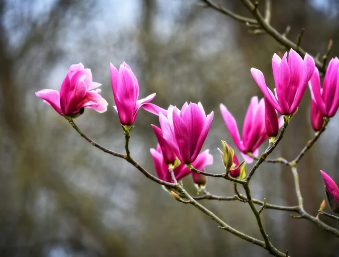 magnolie ohne blaetter magnolienbaum rosa blueten