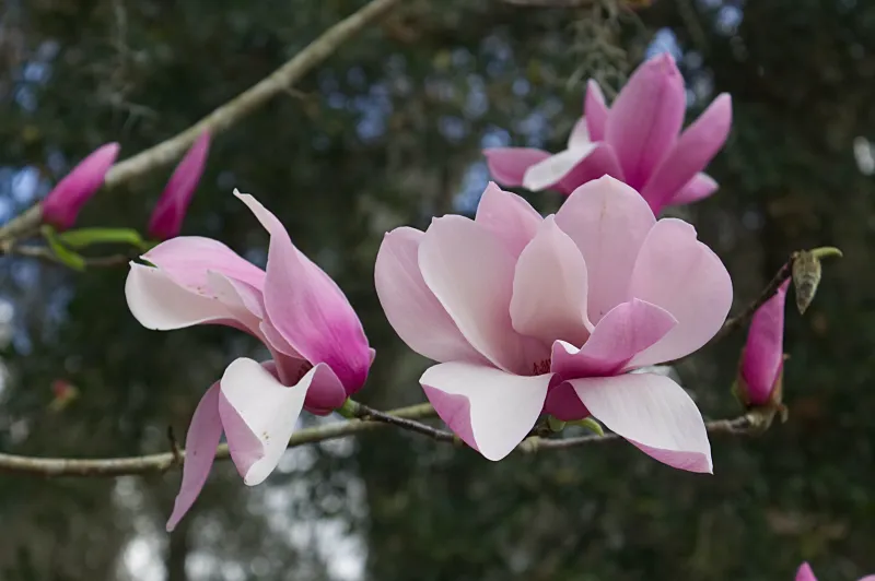 magnolien blatter kraeuseln grossaufnahme