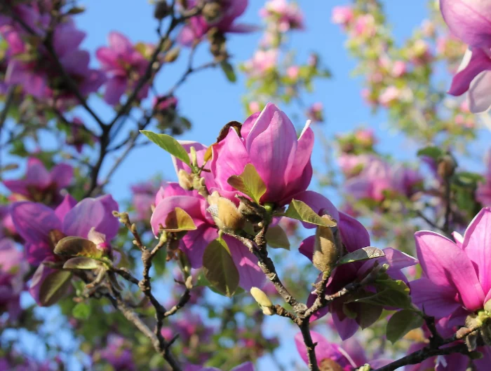 magnolienbaum keine blaetter magnolie pflege tipps